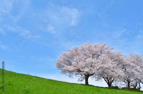 cherry blossom trees on river bank