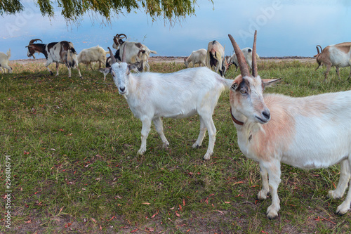 a herd of grazing goats on the shore of the lake. domestic goats on the lawn closeup.