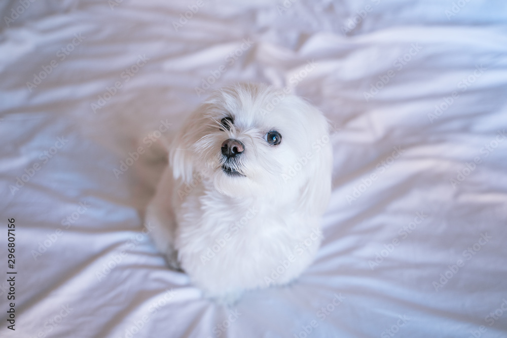 cute small maltese dog sitting on bed looking at the camera