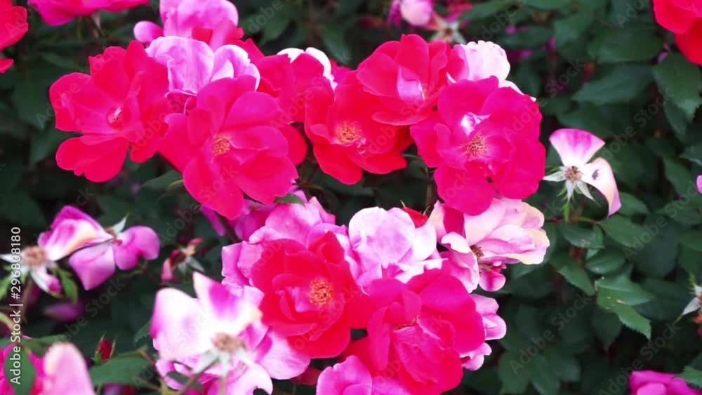 Red white flowers on a bush Red white flowers on a bush