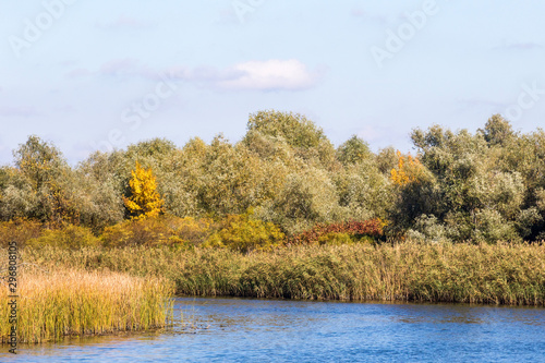  yellow trees in autumn by the river