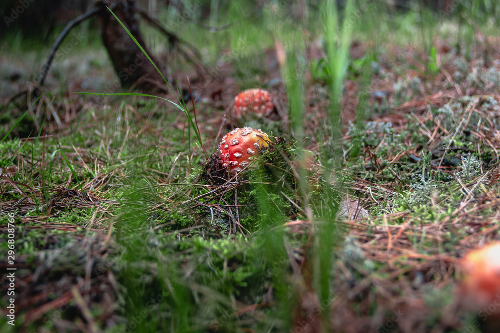 toadstools in the pine forest after the rain toadstools in the pine forest after the rain