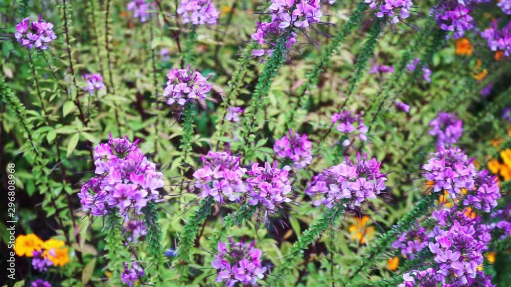 colorful flowers in a flowerbed colorful flowers in a flowerbed