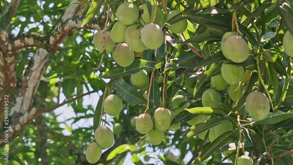wind shakes big branch of tree with green mangoes in tropical garden wind shakes big branch of tree with green mangoes in tropical garden