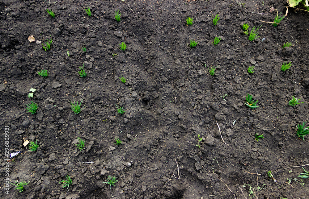 Sprout onion, black earth, green grass Russia
