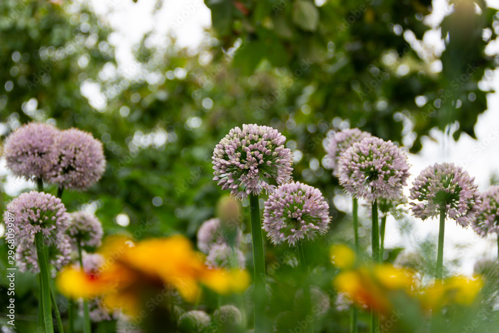 Obraz premium Close-up photo of purple alliums blossom. Flowering decorative bow. Shallow DOF