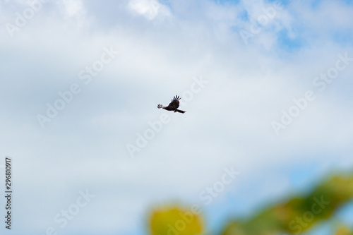 An adult red-tailed hawk flies on a bright blue sky day