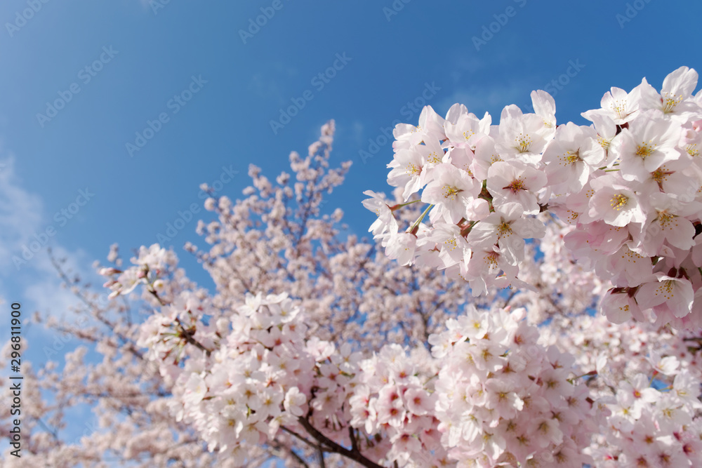 closeup cherry blossoms on blue sky background closeup cherry blossoms on blue sky background