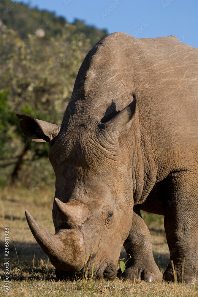 White Rhinceros in the Maasai Mara White Rhinceros in the Maasai Mara