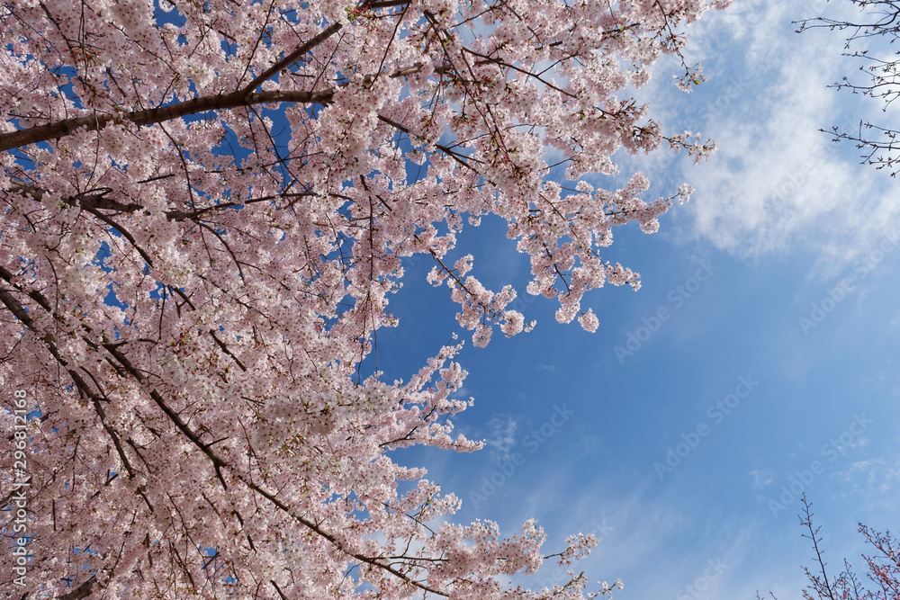 Fototapeta premium cherry blossoms on blue sky background