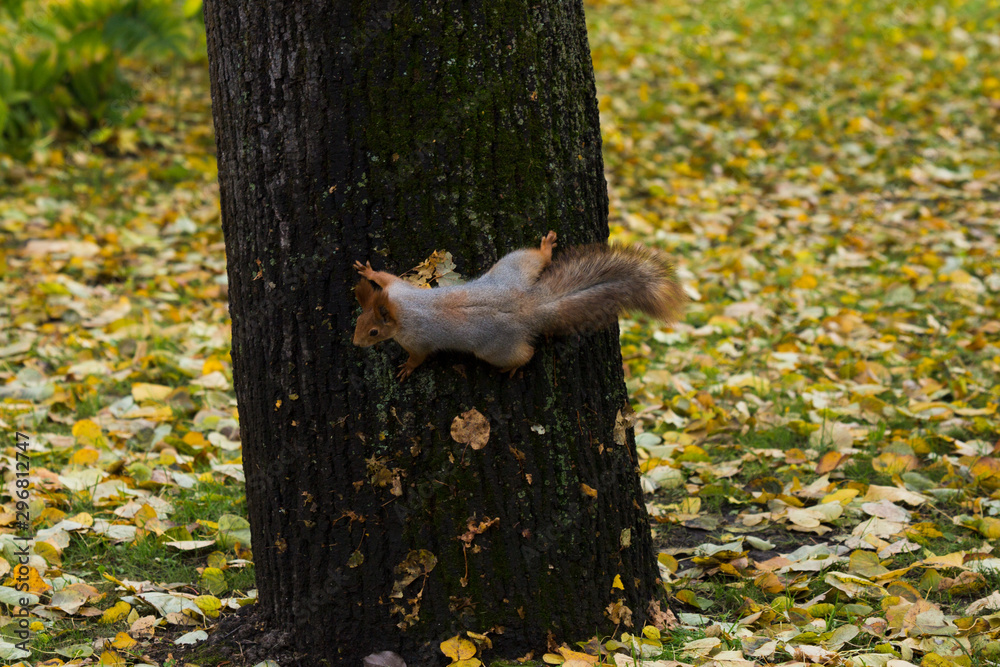Squirrel in a city park