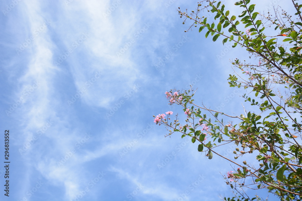 Background material. September Sky / Hot summer is over and it is autumn, the sky is deep blue and the trees are in autumn.