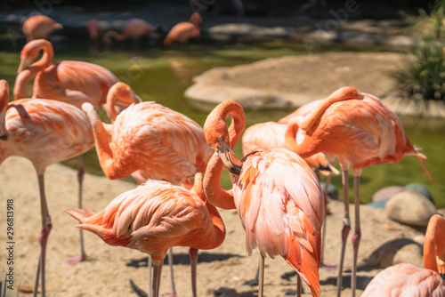 Flamingo. Flock of flamingo in natural background