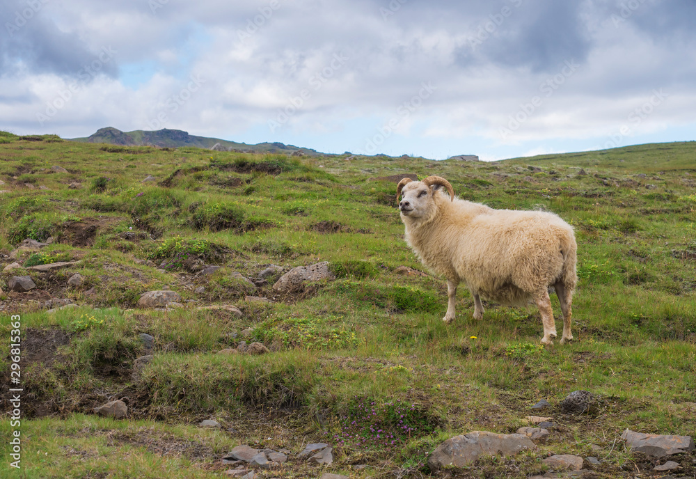 Obraz premium Close up fluffy ram, male of icelandic sheep, on green grass meadow at Skogar South Iceland, Summer blue sky