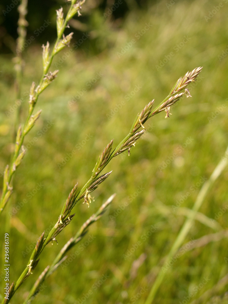 Lolium perenne