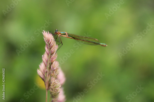 Green dragonfly on straw with blurred green background.