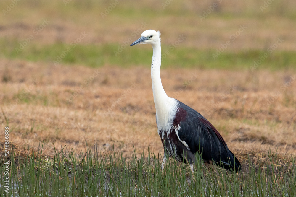 White-necked Heron in Australia
