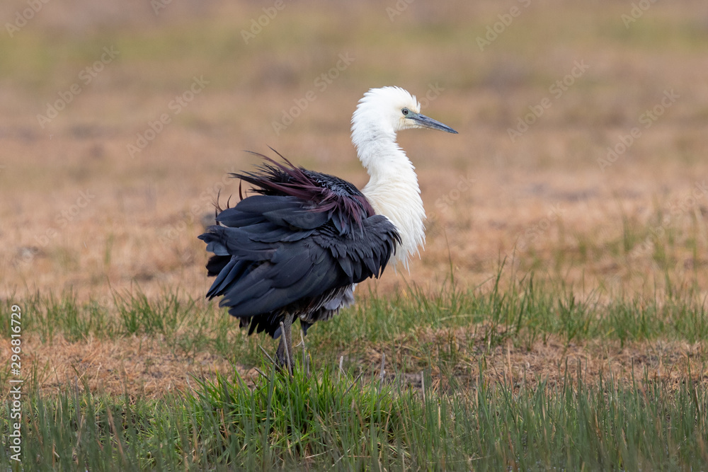 Fototapeta premium White-necked Heron in Australia