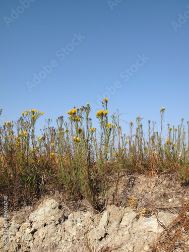 Galatella linosyris photo