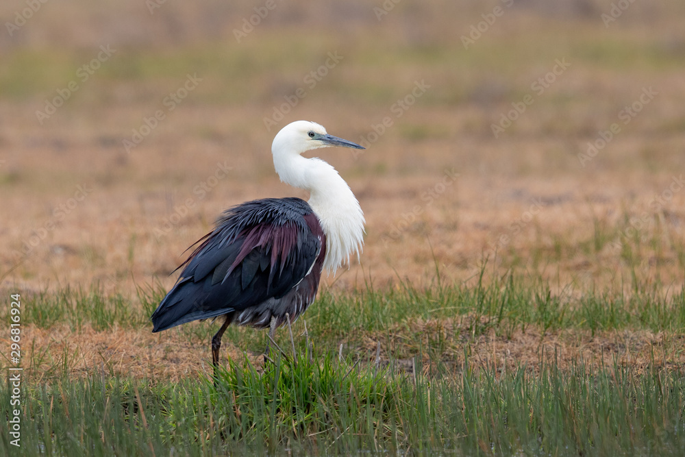 Fototapeta premium White-necked Heron in Australia