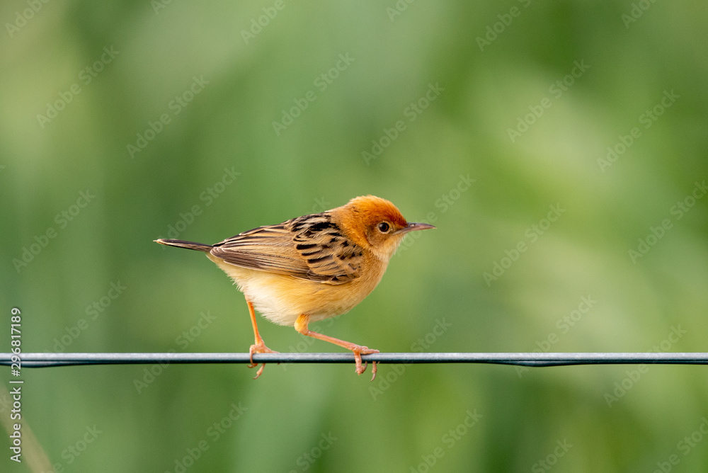 Golden-headed Cisticola in Australia Golden-headed Cisticola in Australia