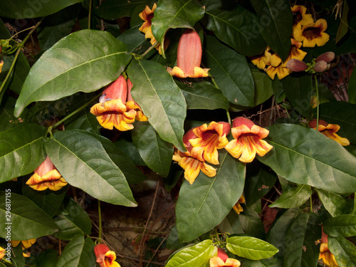 Bignonia capreolata photo