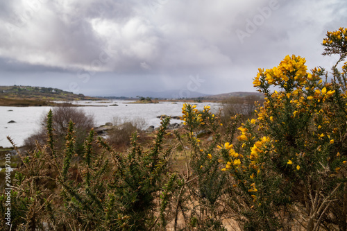 Close up of flowers on a gorse  ulex  bush. Lakes and mountains in the background blurry and out of focus 