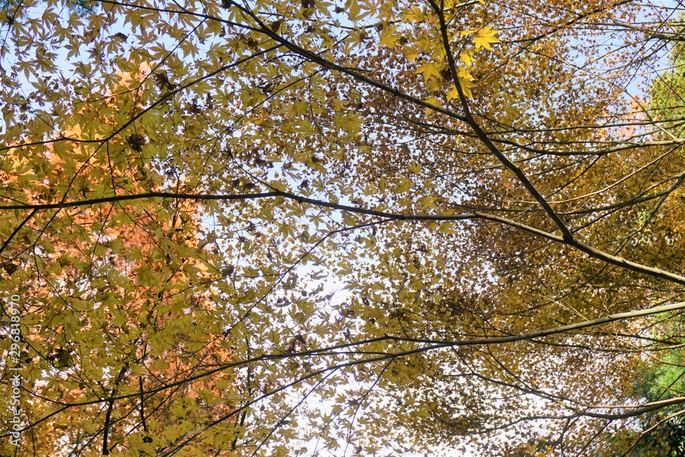 Fototapeta premium 黄色い紅葉につつまれて