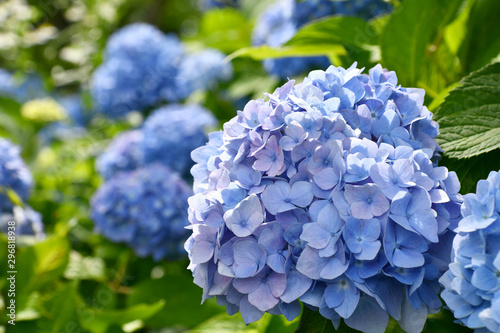 Beautiful blooming blue and purple Hydrangea or Hortensia flowers (Hydrangea macrophylla) under the sunlight on blur background in summer.