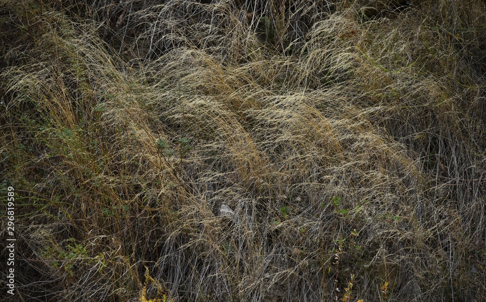 Background of dry grasses on the mountainside. In the Tien Shan mountains, Central Asia Kyrgyzstan. Autumn background. Background of dry grasses on the mountainside. In the Tien Shan mountains, Central Asia Kyrgyzstan. Autumn background.