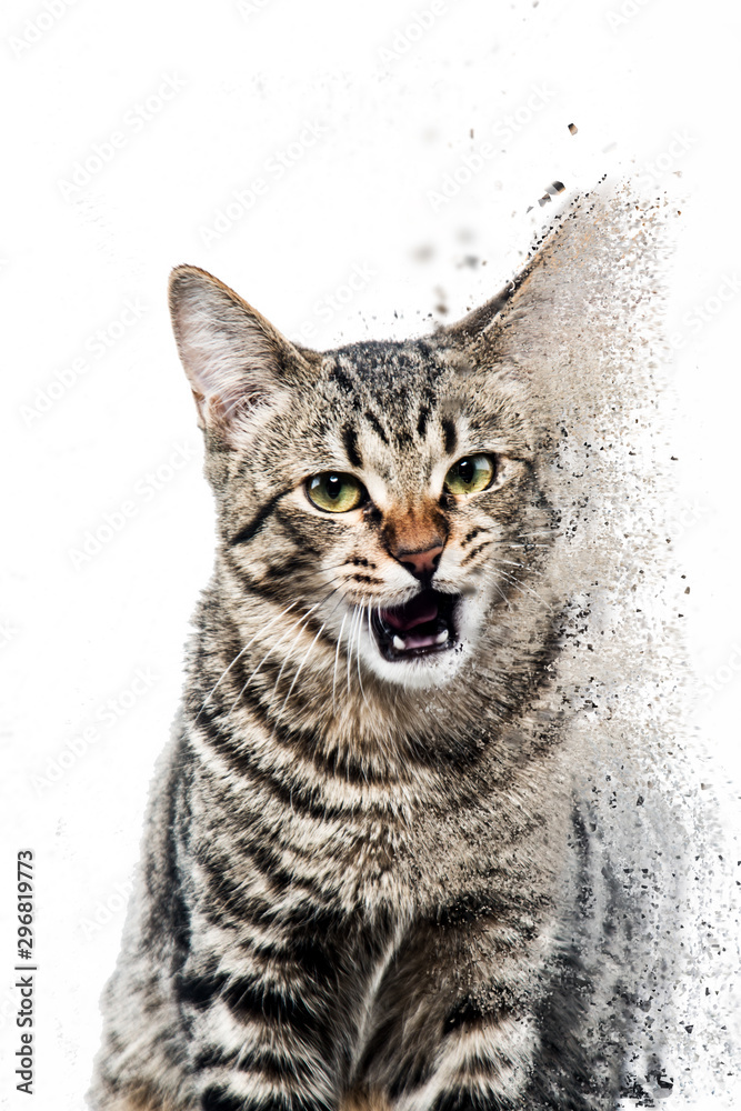 Φωτογραφία CAT,PET,WHITE,CLOSEUP,고양이,캣,냥이,야옹이,야옹,애완동물,길고양이,동물,들고양이,도둑고양이,줄무늬고양이