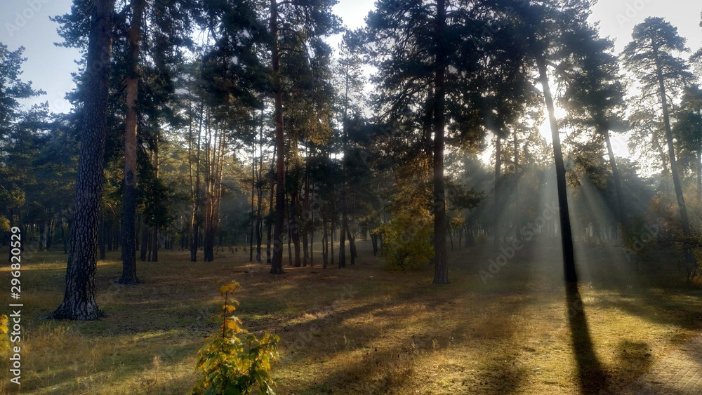 Obraz premium autumn in the park