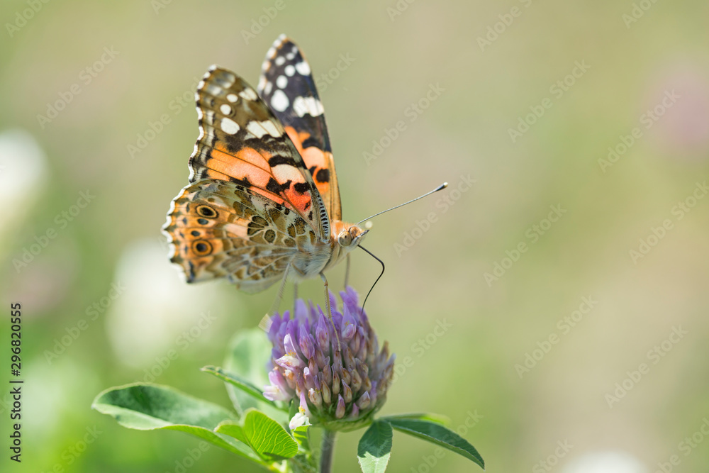 Butterfly Painted Lady (Vanessa cardui) closeup, blurred background. Butterfly (painted lady or vanessa cardui) perched on flowers. Butterfly Painted Lady (Vanessa cardui) closeup, blurred background. Butterfly (painted lady or vanessa cardui) perched on flowers.