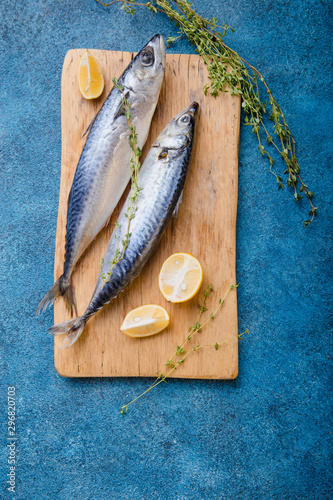 Atlantic bonito Sarda or Palamida that is large mackerel-like fish photo