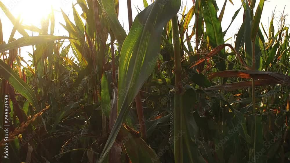 Movement from tall stalks of corn, early morning on an agricultural field on farm Movement from tall stalks of corn, early morning on an agricultural field on farm