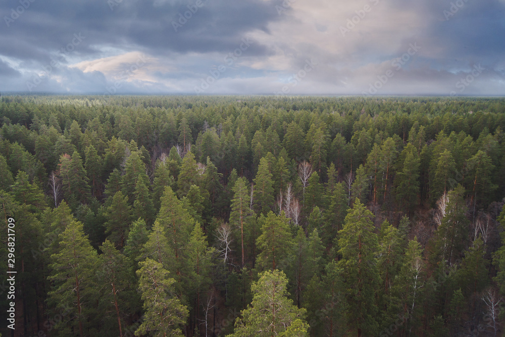 pine forest in autumn pine forest in autumn