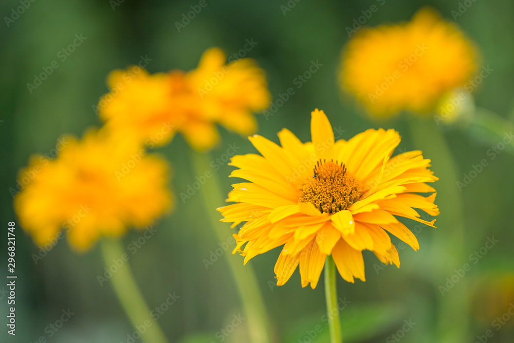 A macro shot of a yellow coreopsis (Coreopsis grandiflora) bloom, blurred background. yellow flowers of Coreopsis grandiflora plant A macro shot of a yellow coreopsis (Coreopsis grandiflora) bloom, blurred background. yellow flowers of Coreopsis grandiflora plant