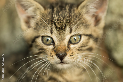 Closeup portrait of a gray kitten in the environment. Wonderful portrait of a gray kitten in the garden, closeup, blurred background, gorgeous bokeh