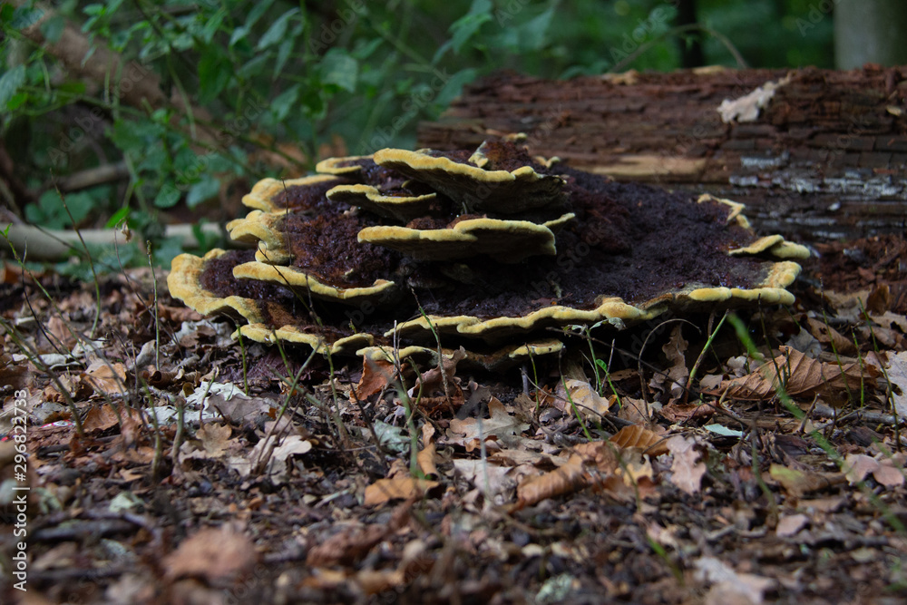 Phaeolus schweinitzii, commonly known as velvet-top fungus, dyer's polypore, or dyer's mazegill Phaeolus schweinitzii, commonly known as velvet-top fungus, dyer's polypore, or dyer's mazegill