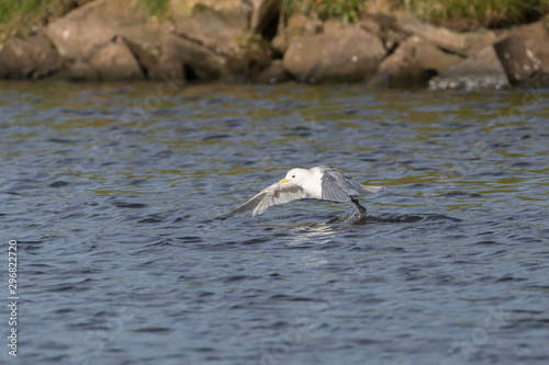 Black-legged Kittywake near fresh water pond in Iceland	 photo