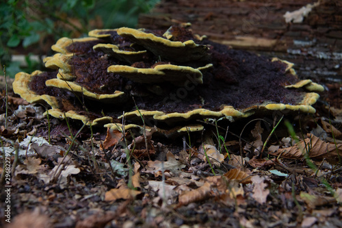 Close up from Phaeolus schweinitzii or velvet-top fungus, dyer's polypore, or dyer's mazegill photo