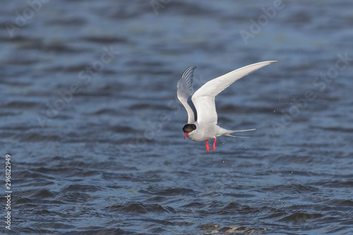 Arctic Tern on Fresh Water Pond in Iceland © Dennis Donohue