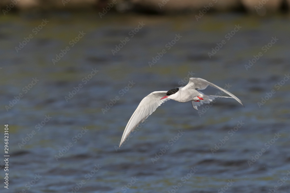 Arctic Tern on Fresh Water Pond in Iceland Arctic Tern on Fresh Water Pond in Iceland
