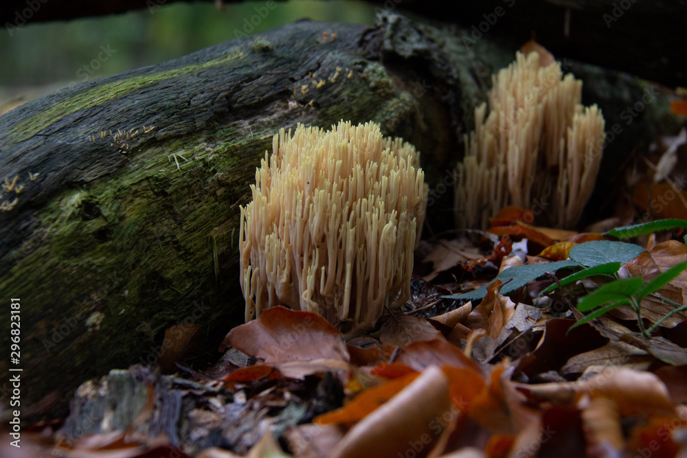 Ramaria stricta or strict-branch coral is a coral fungus Ramaria stricta or strict-branch coral is a coral fungus