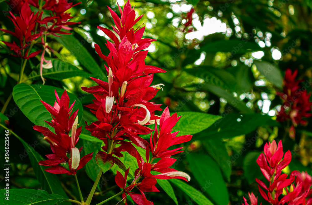 Flores rojas Flores rojas