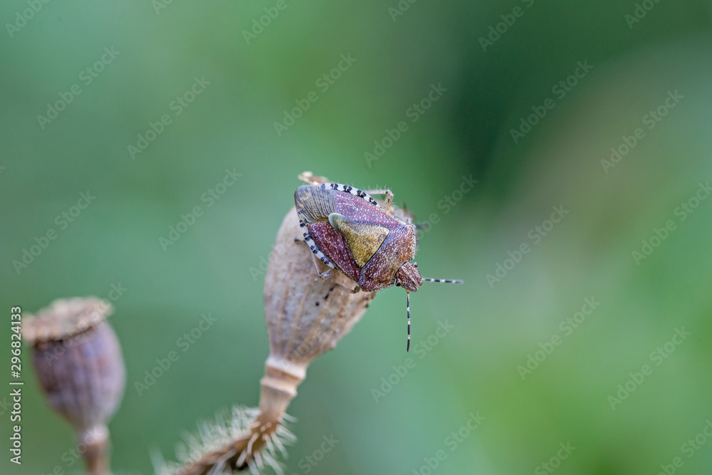 Closeup of an adult sloe bug (Dolycoris baccarum, Pentatomidae) . Sloe bug, Dolycoris baccarum, is a species of shield bug in the family Pentatomidae. Closeup of an adult sloe bug (Dolycoris baccarum, Pentatomidae) . Sloe bug, Dolycoris baccarum, is a species of shield bug in the family Pentatomidae.