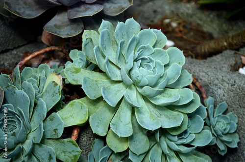 echeveria elegans plants