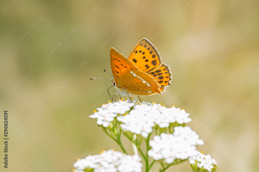 female Butterfly Sooty Copper (Lycaena tityrus) side view, blurred background, beautiful bokeh female Butterfly Sooty Copper (Lycaena tityrus) side view, blurred background, beautiful bokeh