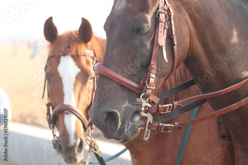 Brown Horses in Leather Belt Close Up