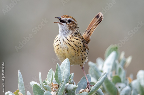 Striated Fieldwren in Australia photo